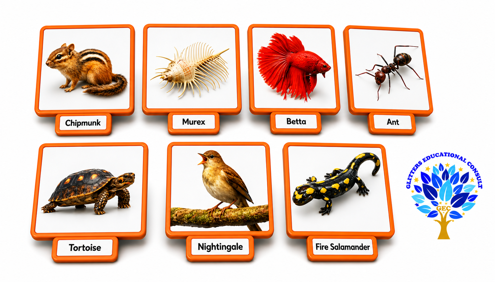 Animal Picture Flash Card