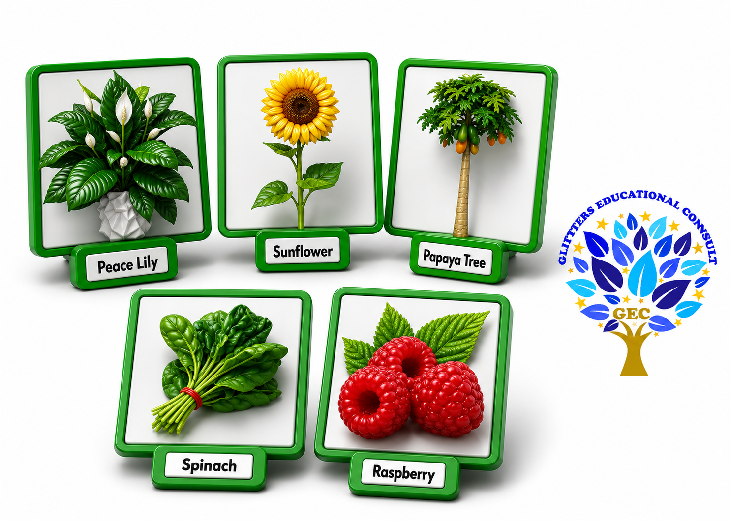 Large Flash Cards of Fruits & Vegetables